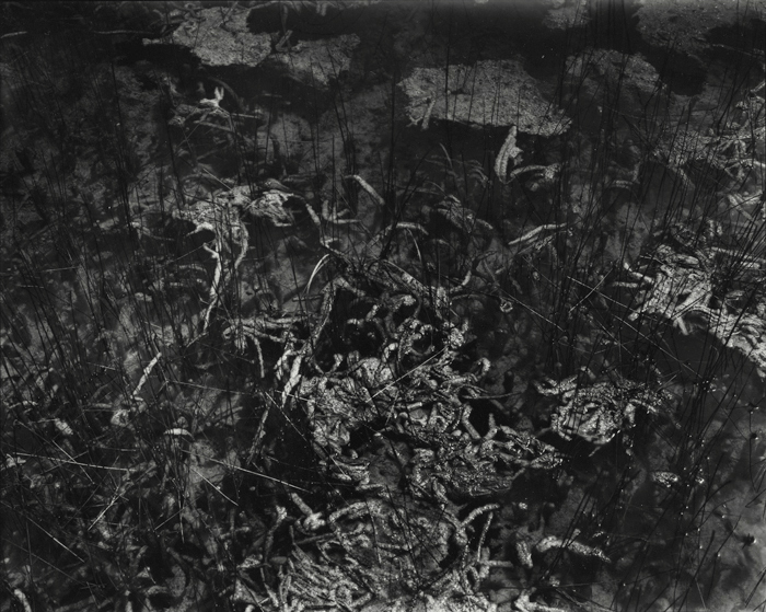 Allison Barnes | Autobiogeography | One, One Thousand | Southern Photography