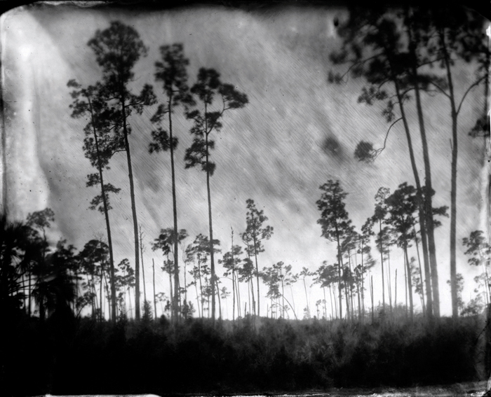 Lisa Elmaleh | Everglades | One, One Thousand | Southern Photography